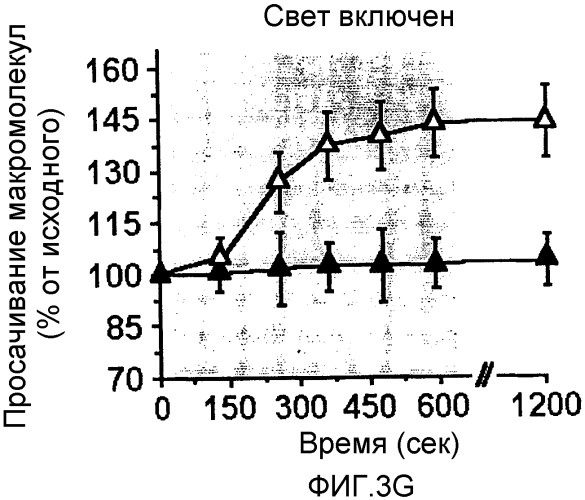 Сенсибилизированный оперативный bold-mri способ получения изображения (патент 2343829)