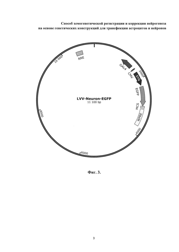 Способ хемогенетической регистрации и коррекции нейрогенеза на основе генетических конструкций для трансфекции астроцитов и нейронов (патент 2630654)