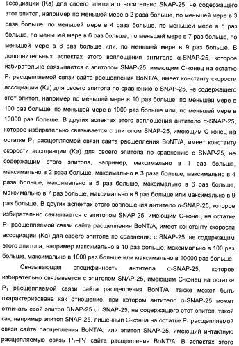 Иммунологические анализы активности ботулинического токсина серотипа а (патент 2491293)