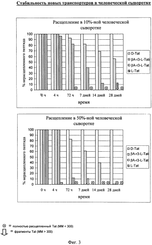 Новые конструкции транспортеров и молекулы-конъюгаты, являющиеся транспортерами карго-молекул (патент 2570632)