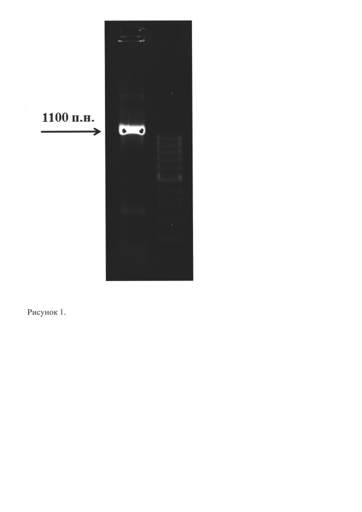 Штамм бактерий escherichia coli bl21 (de3) bpsomp39 - продуцент рекомбинантной плазмидной днк pbpsomp39, несущей полноразмерную последовательность гена поверхностного протеина omp39 burkholderia pseudomallei (патент 2662957)