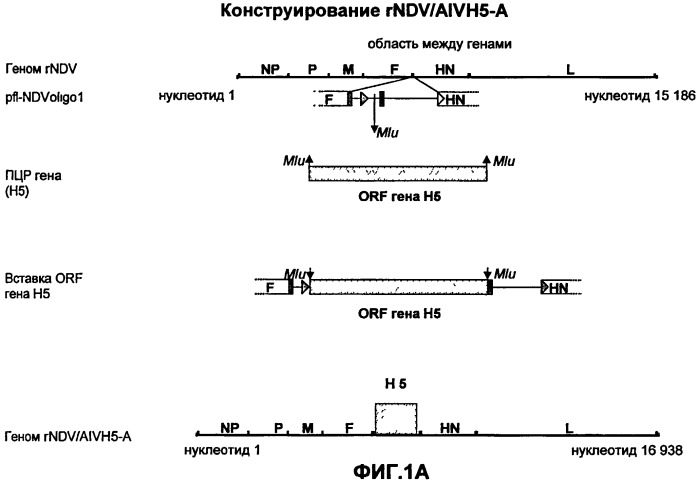 Векторы на основе рекомбинантных вирусов отряда mononegavirales (патент 2435857)