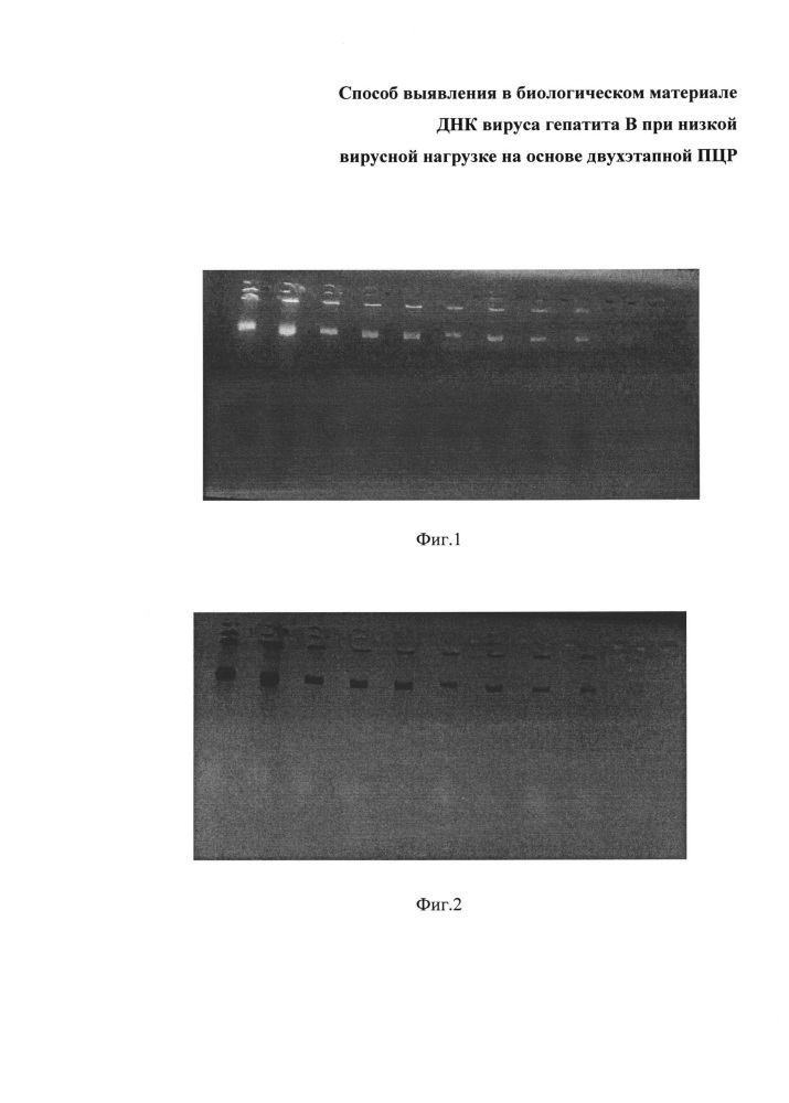 Способ выявления в биологическом материале днк вируса гепатита в при низкой вирусной нагрузке на основе двухэтапной пцр (патент 2633755)