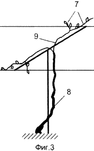 Способ ведения виноградного куста (патент 2562524)