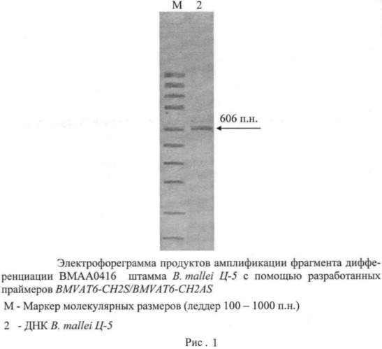 Олигонуклеотидные праймеры для генотипирования b.mallei методом полимеразной цепной реакции (патент 2478715)