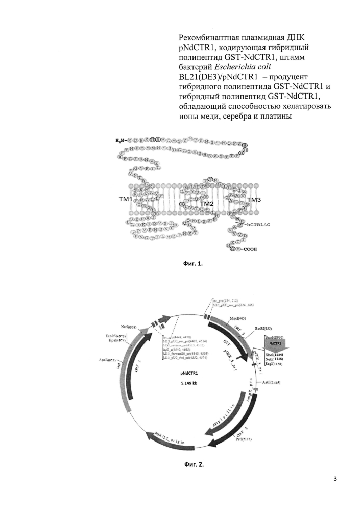 Рекомбинантная плазмидная днк pndctr1, кодирующая гибридный полипептид gst-ndctr1, штамм бактерий escherichia coli bl21(de3)/pndctr1 - продуцент гибридного полипептида gst-ndctr1 и гибридный полипептид gst-ndctr1, обладающий способностью хелатировать ионы меди, серебра и платины (патент 2603092)