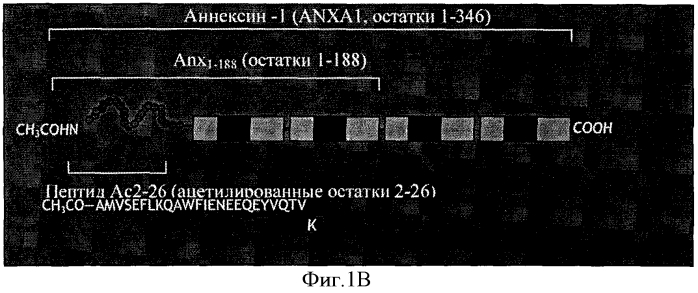 Лечение аутоиммунного заболевания путем модулирования активности аннексина-1 (липокортина-1) (патент 2554801)