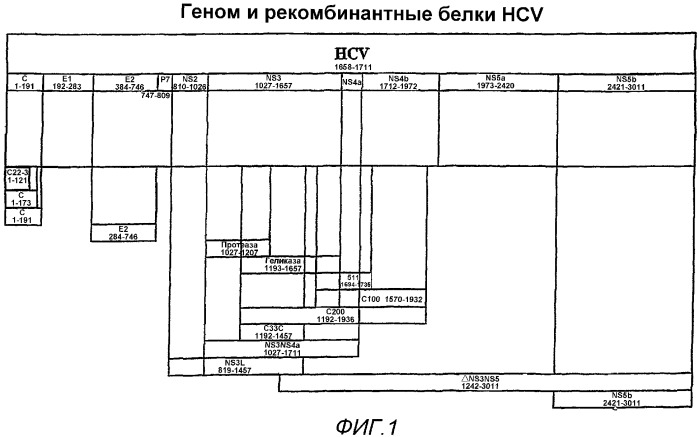 Композиции, содержащие катионные микрочастицы и днк hcv е1е2, и способы их применения (патент 2364419)