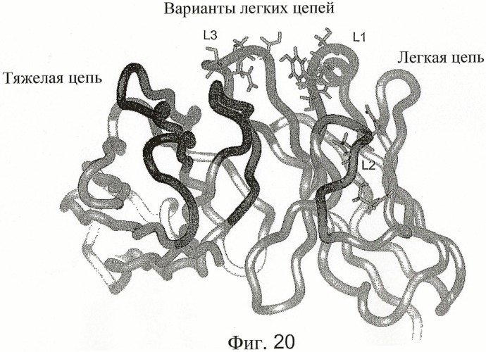 Антитела к dr5 и их применения (патент 2458072)