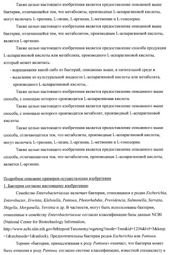 Бактерия семейства enterobacteriaceae - продуцент l-аспарагиновой кислоты или метаболитов, производных l-аспарагиновой кислоты, и способ получения l-аспарагиновой кислоты или метаблитов, производных l-аспарагиновой кислоты (патент 2472853)