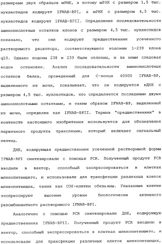 Белок ifnab-bpi, его предшественник, молекула днк, экспрессирующий вектор, способ продуцирования, фармацевтическая композиция для ингибирования активности ifn-  или ifn-  (патент 2336279)