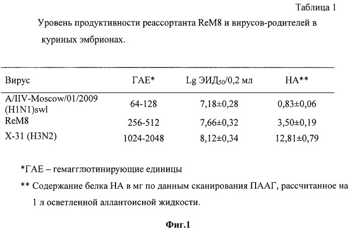 Реассортант rem8 - вакцинный штамм вируса гриппа а подтипа н1n1 (патент 2457245)