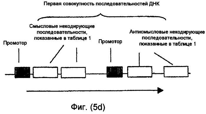 Конструкции нуклеиновой кислоты и способы получения масла с измененным составом из семян (патент 2392795)