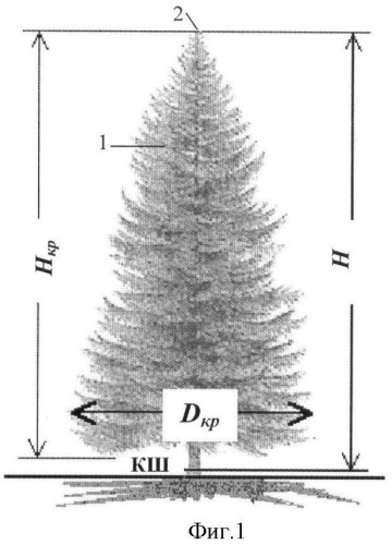 Способ анализа ствола и кроны дерева ели (патент 2376749)
