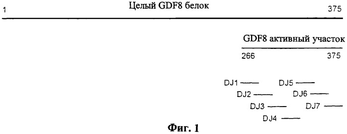 Выделенный пептид, обладающий специфической связывающей анти-gdf-8 антитело активностью, выделенная молекула нуклеиновой кислоты, вектор экспрессии, клетка-хозяин, способ получения пептида, вакцинная композиция и способ вызывания иммунного ответа анти-gdf-8, способ скрининга для отбора анти-gdf-8 антитела и способ понижающего регулирования активности gdf-8 у животного (патент 2422460)