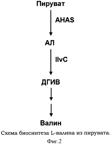 Самоиндуцируемая экспрессионная система и ее применение для получения полезных метаболитов с помощью бактерии семейства enterobacteriaceae (патент 2549708)