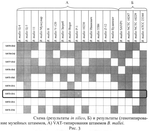 Олигонуклеотидные праймеры для генотипирования b. mallei методом полимеразной цепной реакции (патент 2474618)