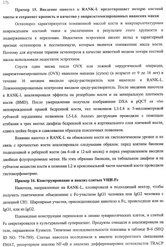Аминокислотные последовательности, направленные на rank-l, и полипептиды, включающие их, для лечения заболеваний и нарушений костей (патент 2481355)