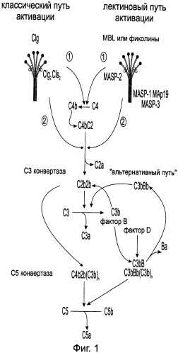 Способ лечения заболеваний, связанных с masp-2-зависимой активацией комплемента (варианты) (патент 2484097)