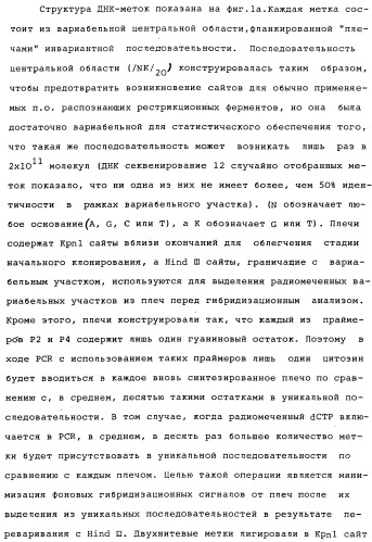 Vgc2 днк salmonella typhimurium, мутантная бактерия, обладающая пониженной способностью к адаптации к условиям окружающей среды, и способ ее получения (патент 2370541)
