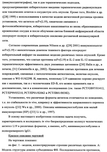 Избирательный направленный перенос в сосудистую сеть опухоли с использованием молекул антител (патент 2347787)