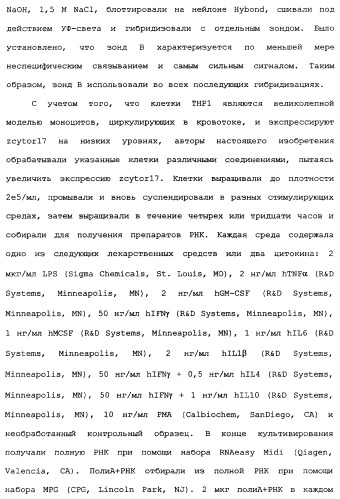 Новый лиганд рецептора цитокина zcytor17 (патент 2360923)