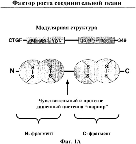 Антитела к ростовому фактору соединительной ткани (патент 2330861)