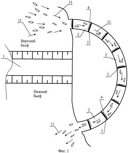 Способ пропуска молоди рыб через гидроузел при покатной миграции (патент 2406801)