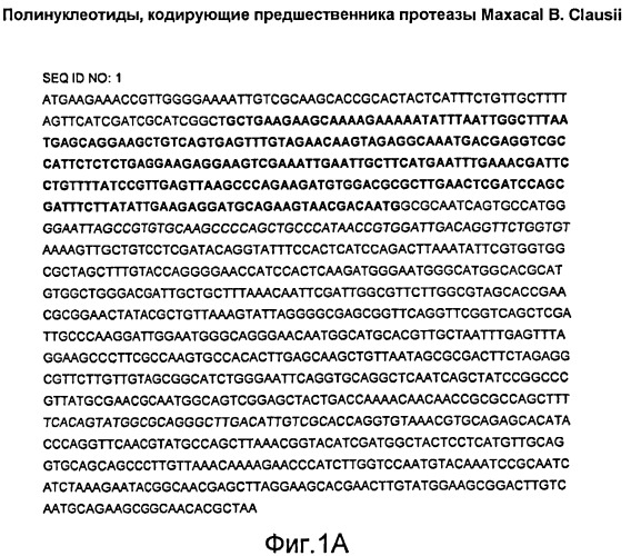 Мoдифицированные протеазы (патент 2496875)