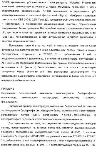 Селективная посттрансляционная модификация экспонируемых фагами полипептидов (патент 2459866)