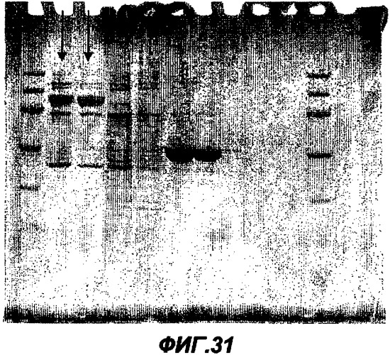 Иммунизация против chlamydia trachomatis (патент 2331435)