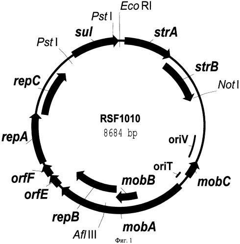 ob&#39;-производная плазмида rsf1010, не содержащая гены устойчивости к антибиотикам, бактерия, содержащая указанную плазмиду, и способ получения полезных метаболитов (патент 2306338)