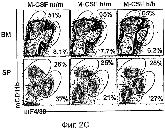Гуманизированные m-csf мыши (патент 2577978)