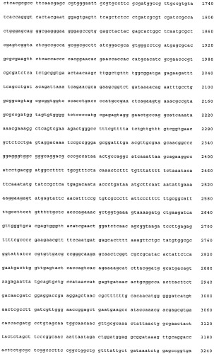 Нитрилгидратаза из rhodococcus (патент 2385932)