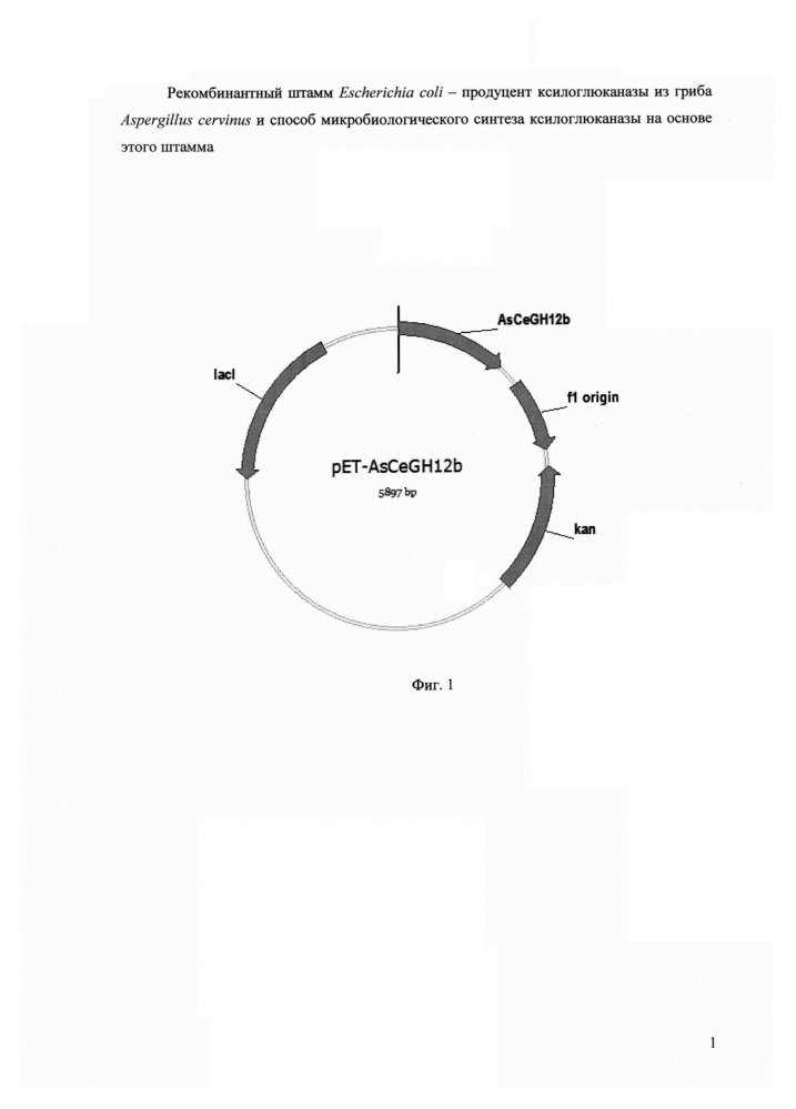 Рекомбинантный штамм escherichia coli - продуцент ксилоглюканазы из гриба aspergillus cervinus и способ микробиологического синтеза ксилоглюканазы на основе этого штамма (патент 2625013)