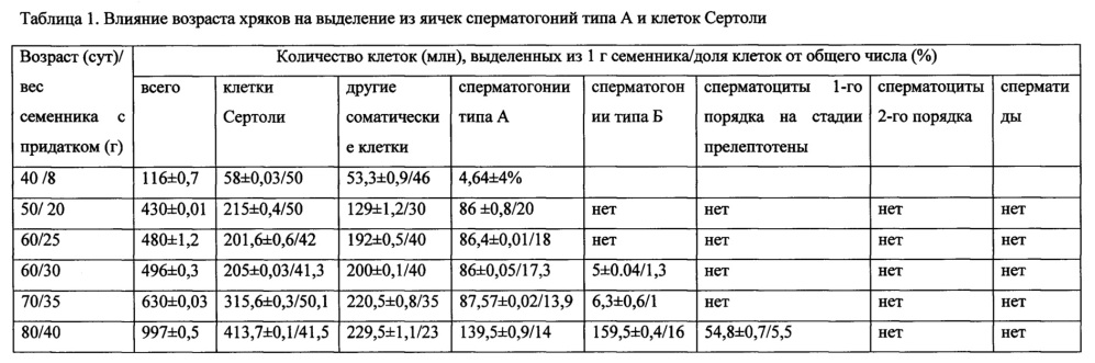 Способ поддержания в культуре сперматогоний типа а хряка: выделение и культивирование in vitro (патент 2663352)