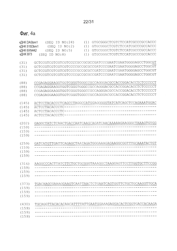 Ген и вариации, связанные с фенотипом bm1, молекулярные маркеры и их применение (патент 2617958)