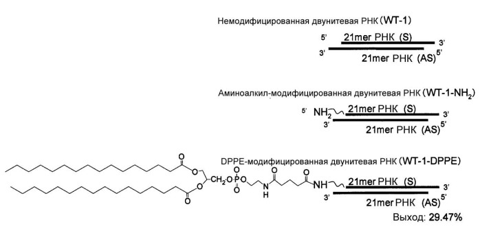 Модифицированная липидами двухцепочечная рнк, обладающая мощным эффектом рнк-интерференции (патент 2501859)