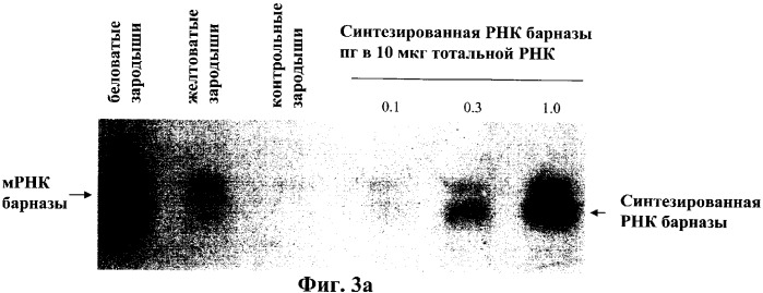 Молекулярный контроль сегрегации трансгенов и их утечки с использованием системы возмещаемого блокирования функции (патент 2270866)