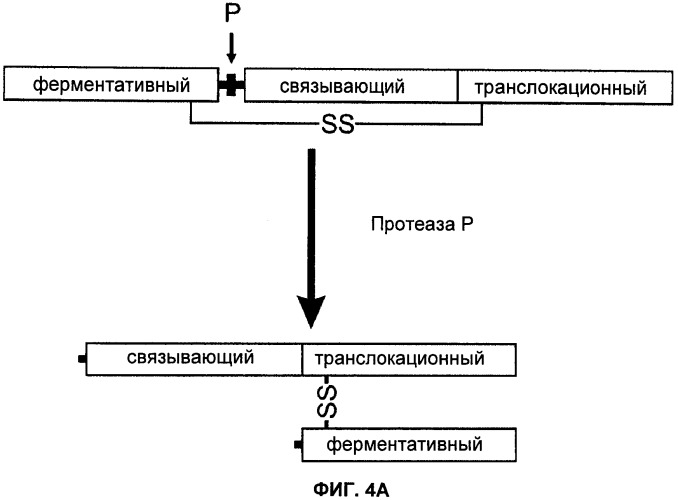 Способы лечения мочеполовых-неврологических расстройств с использованием модифицированных клостридиальных токсинов (патент 2491086)