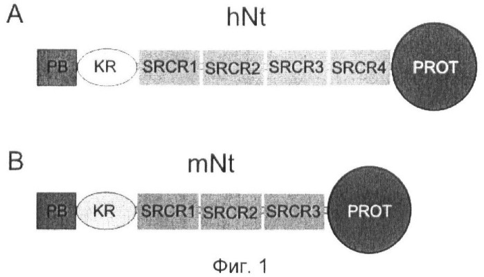 Ингибиторы нейротрипсина (патент 2424228)