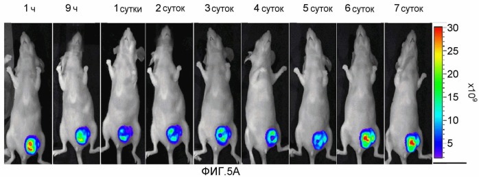 Конъюгаты rgd-(бактерио)хлорофилл для фотодинамической терапии и визуализации некротических опухолей (патент 2518296)