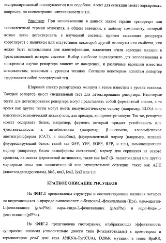 Система экспрессии компонентов ортогональной трансляции в эубактериальной клетке-хозяине (патент 2467069)