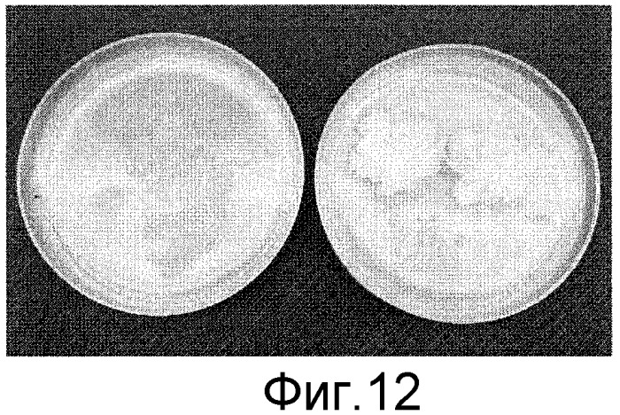 Способы in vitro для создания и поддержания линий растительных клеток в виде отдельных клеток в суспензии с интактными клеточными стенками и их трансформации (патент 2451744)