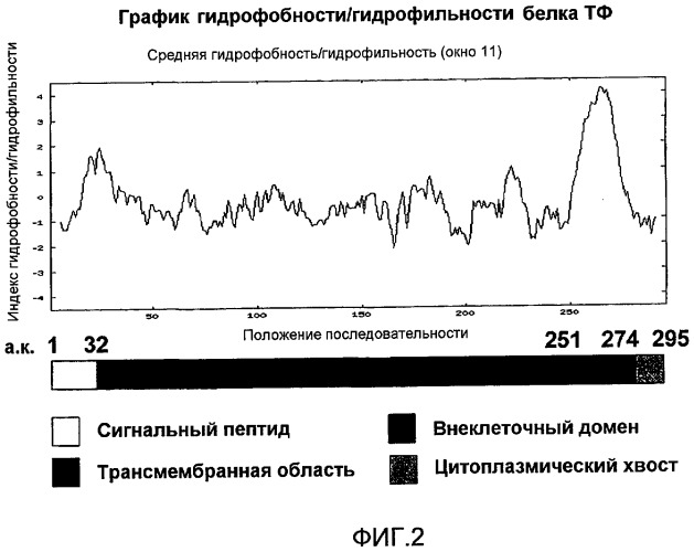 Микровезикулы, полученные из рекомбинантных дрожжей, обладающие гемостатическими активностями, и их применение (патент 2492184)