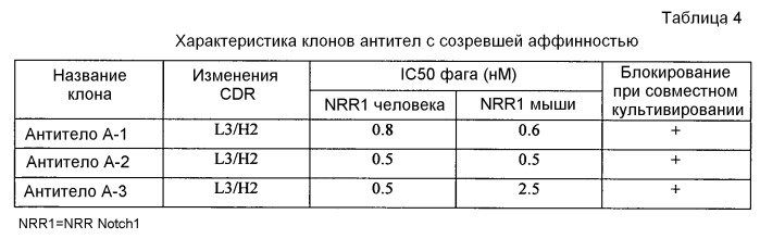 Антитела против nrr notch1 и способы их применения (патент 2476443)