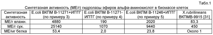 Штамм escherichia coli - продуцент гидролазы эфиров альфа-аминокислот из xanthomonas rubrilineans и способ микробиологического синтеза гидролазы эфиров альфа-аминокислот на основе этого штамма (патент 2502797)