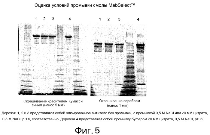 Выделение и очистка антител с использованием аффинной хроматографии на основе белка а (патент 2520838)