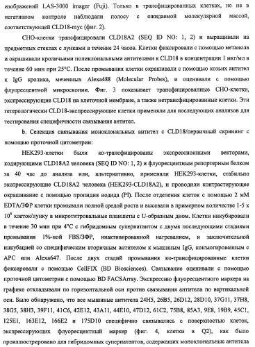 Моноклональные антитела к клаудину-18 для лечения рака (патент 2445319)