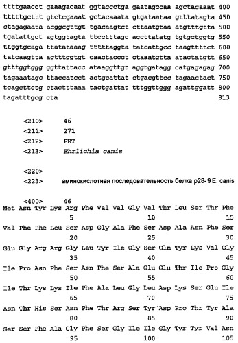 Изолированная последовательность днк, кодирующая белок ehrlichia canis в 30-килодальтон, вектор, рекомбинантный белок и способ его получения, клетка-хозяин, антитело и способ ингибирования инфекции ehrlichia canis у субъекта (патент 2288952)